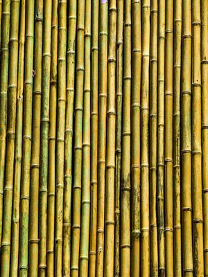 BAMBOO 3