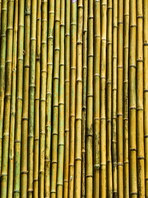 BAMBOO 3
