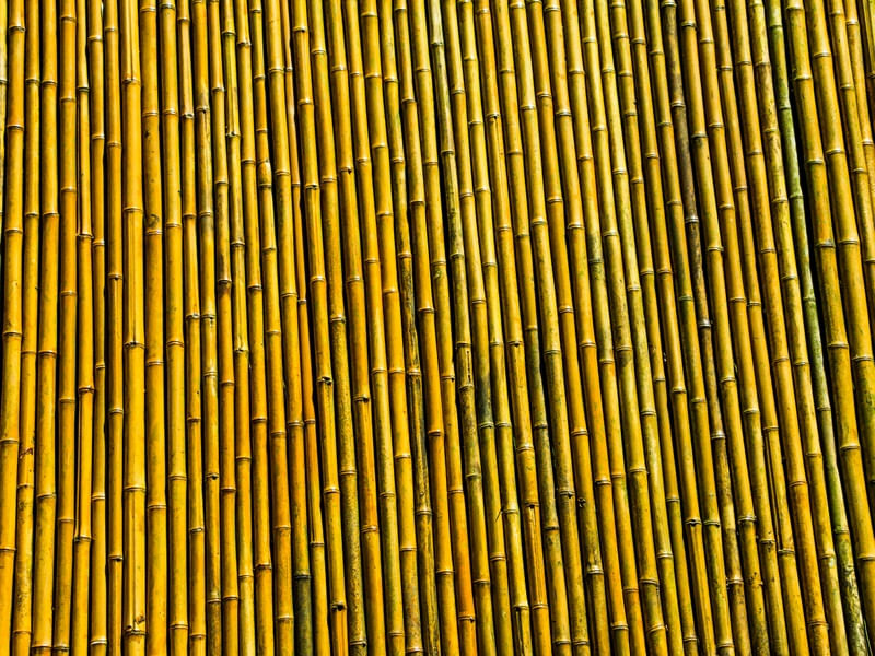 BAMBOO 4