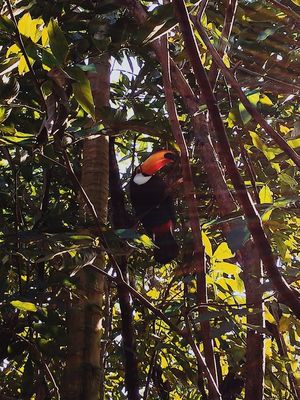 TUCANO EM HARMONIA