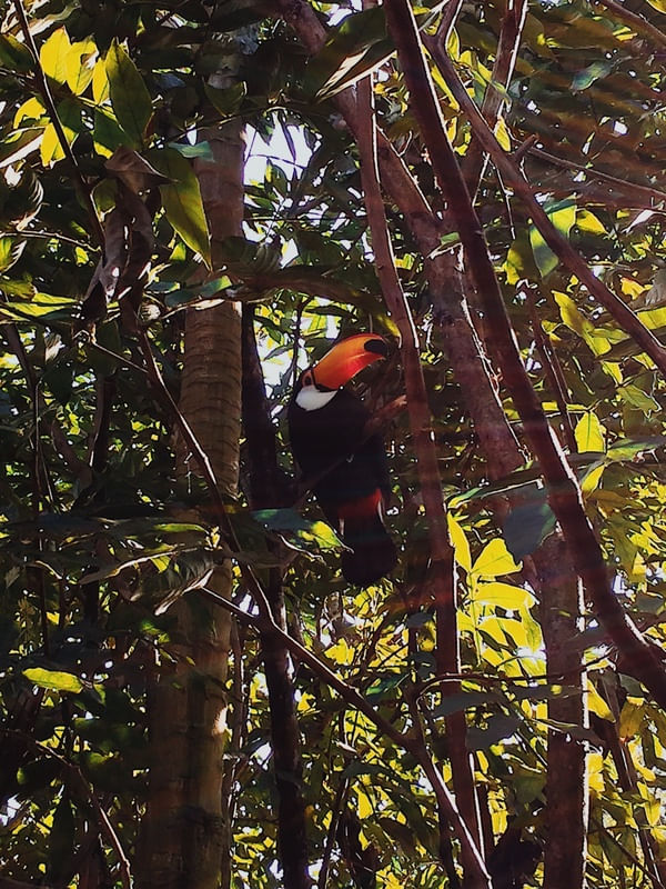 TUCANO EM HARMONIA