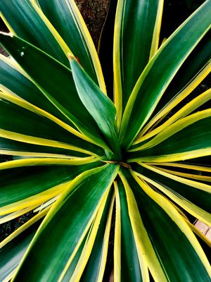 VERDE E AMARELA DO BRASIL
