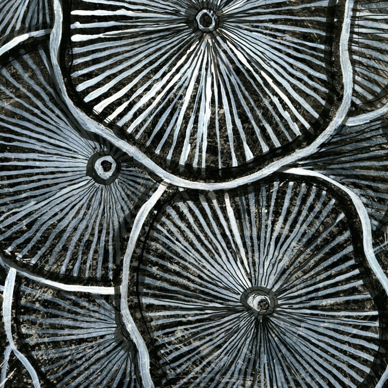 COGUMELOS III
