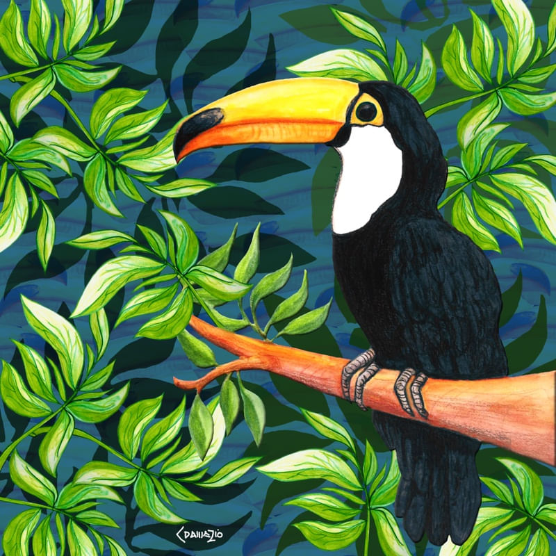 TUCANO NO LÁPIS DE COR