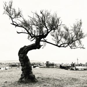 LONELY TREE B&W