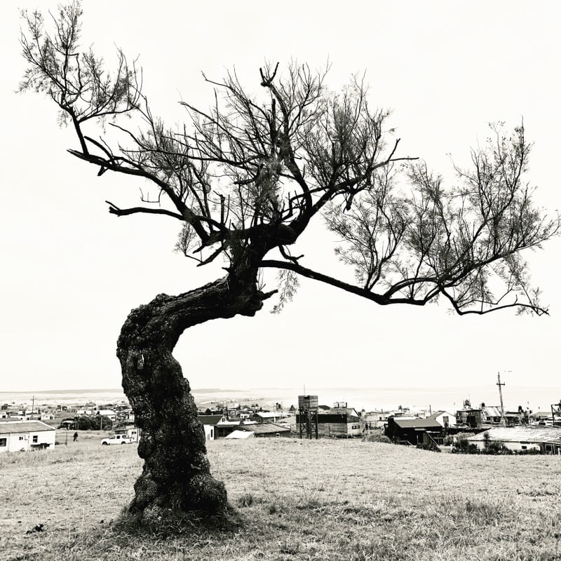 LONELY TREE B&W