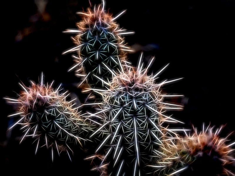 CACTUS POP VOSTRO