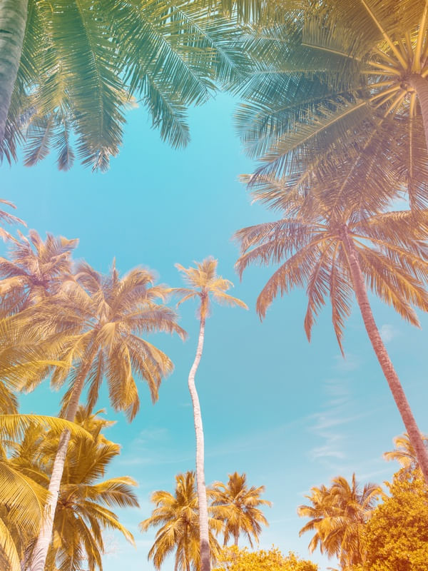 THE TROPICAL PALMS