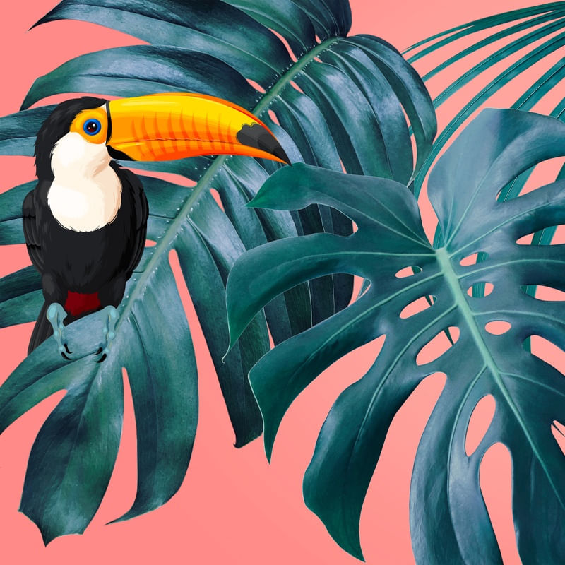 THE TOUCAN