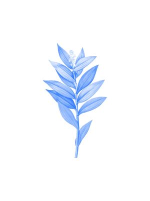 BLUE PLANT