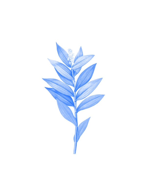 BLUE PLANT