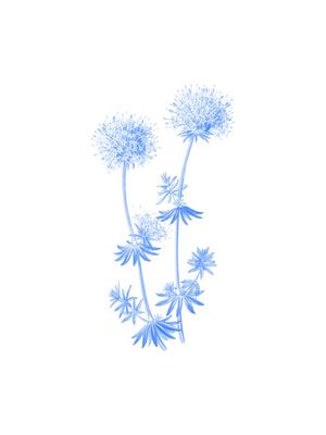 BLUE FLOWERS