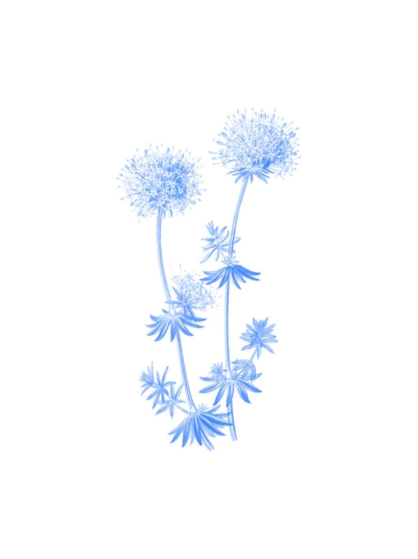 BLUE FLOWERS