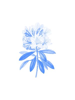 BLUE FLOWERS II