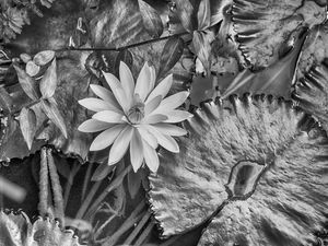FLOWER LAKE