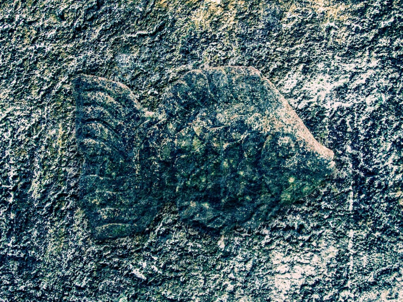 PEIXE PEDRA