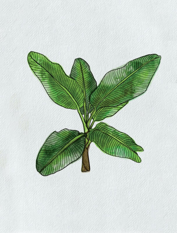 BANANEIRA TROPICAL