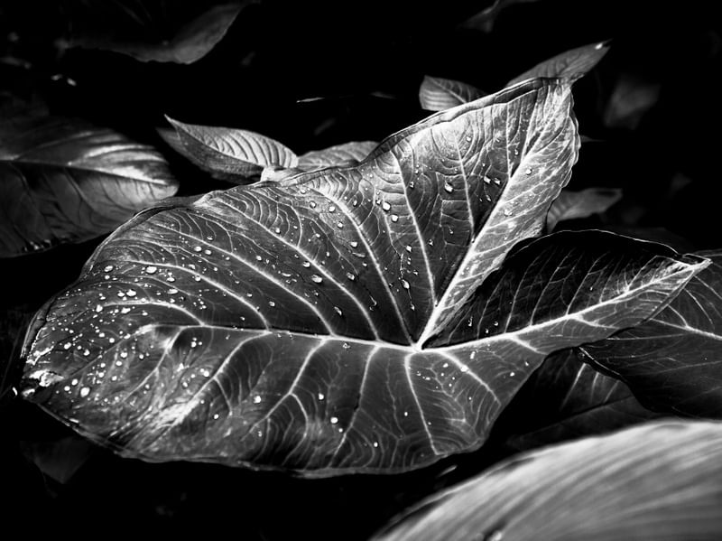 TROPICAL LEAF 2019 - 2