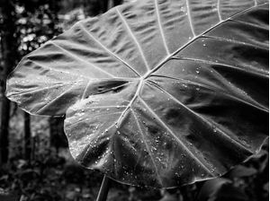 TROPICAL LEAF - 6
