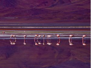 FLAMINGO IN COLORADA