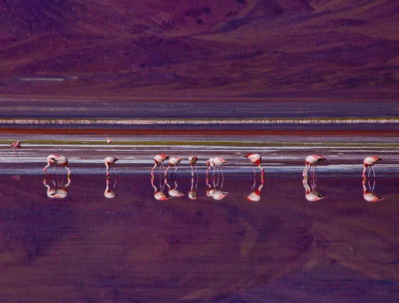 FLAMINGO IN COLORADA