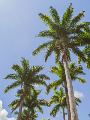 PALM IN BLUE