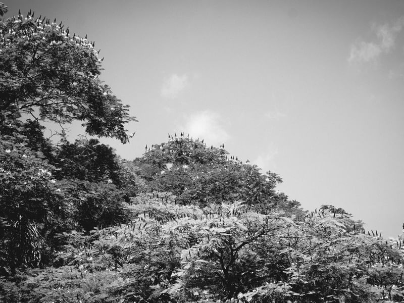 LEAFS BW