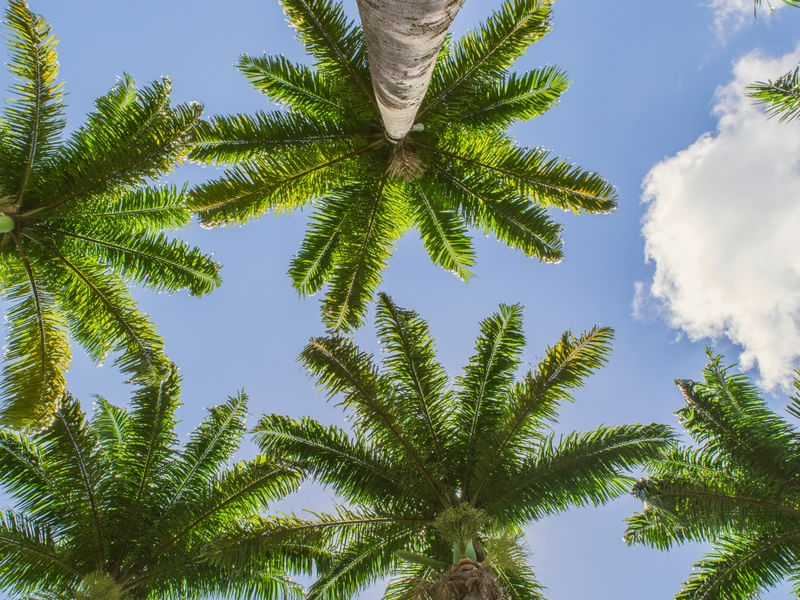 SUMMER PALMS