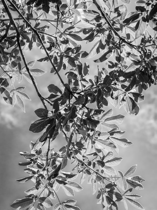 CORTINA DE FOLHAS_3