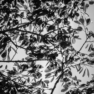CORTINA DE FOLHAS_4