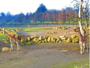 GIRAFAS NO DUBLIN ZOO