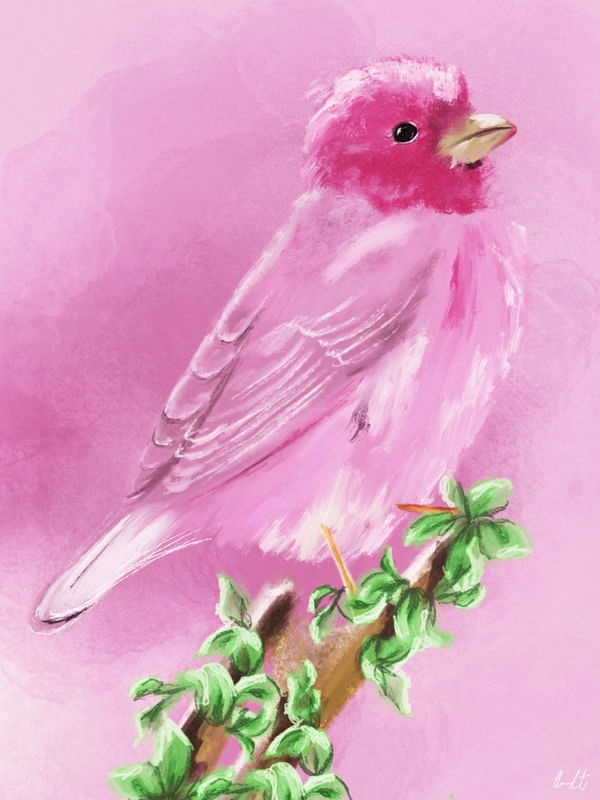 TUDO EM ROSA