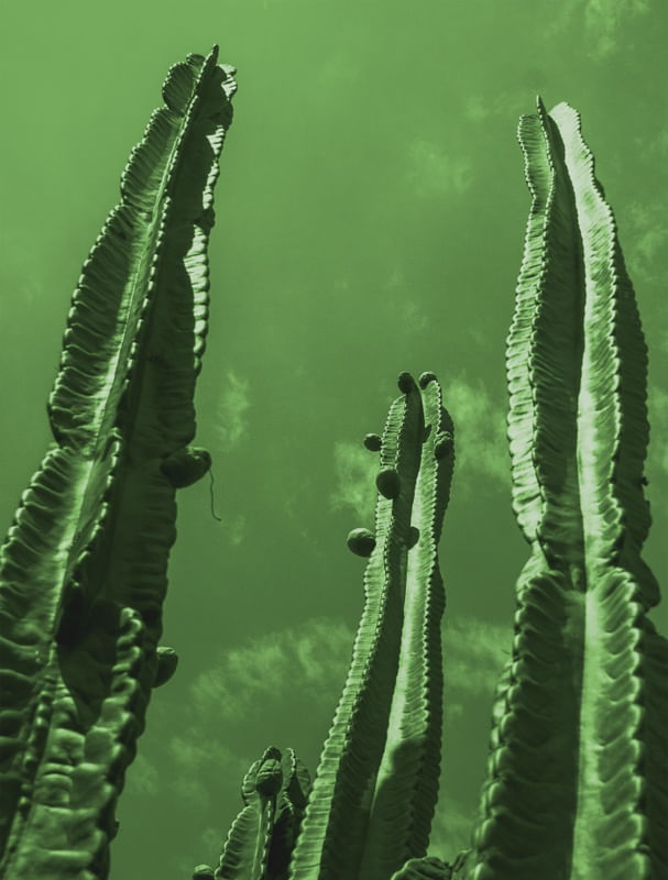 CACTUS VERDE I