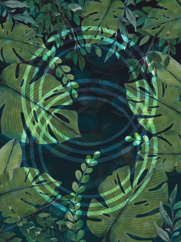 FOREST 001