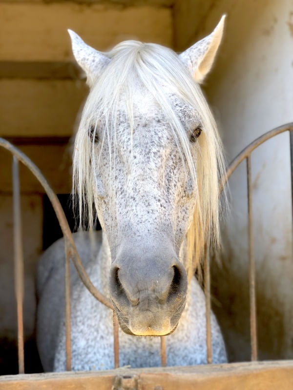 CAVALO 001