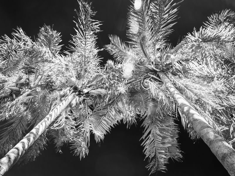 DUAS PALMEIRAS INFRARED