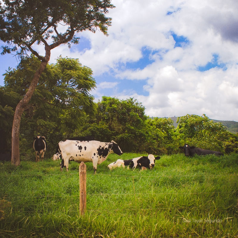 AS VACAS