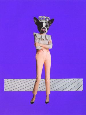 FASHION DOG