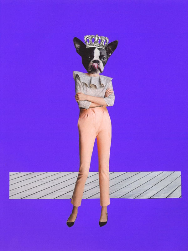 FASHION DOG