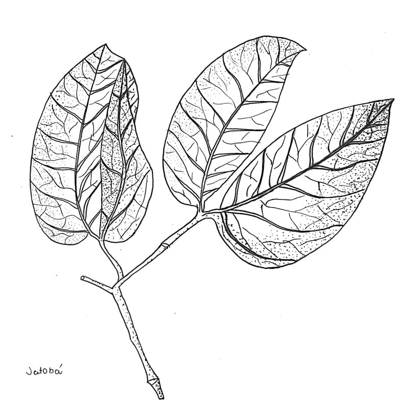 JATOBÁ