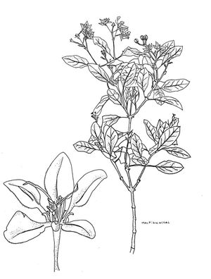 EXSICATA
