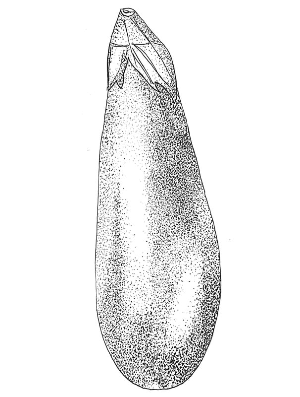 EGGPLANT