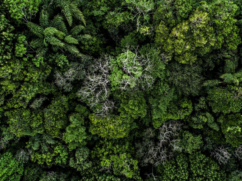A FLORESTA TROPICAL II