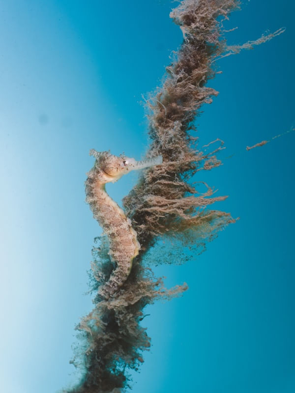 SEA HORSE BLUE