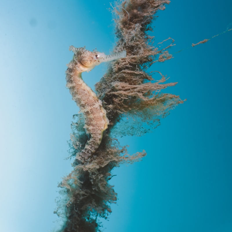 SEA HORSE BLUE 1X1