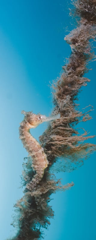 SEA HORSE BLUE PANORAMA