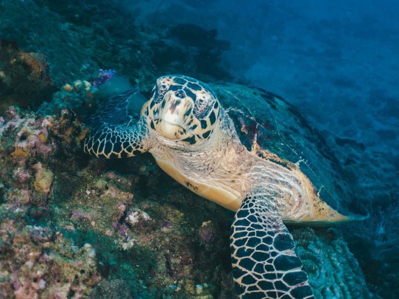 TARTARUGA MARINHA