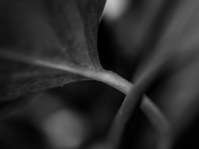 THENATUREBRIDGE