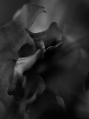 FLOWER SMOKE