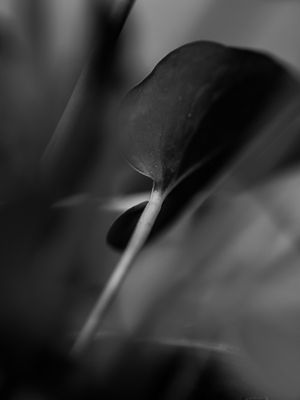 ART OF NATURE